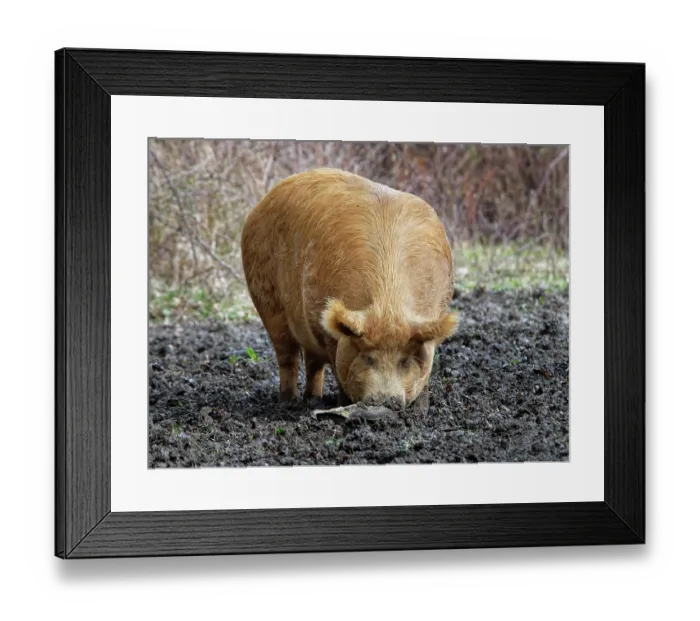 Framed Print : Tamworth pig (Sus domesticus) rooting with its snout for food including fallen acorns in muddy woodland, Knepp Estate, Sussex, England, UK. March Framed Print : Tamworth pig (Sus domesticus) rooting with its snout for food including fallen acorns in muddy woodland, Knepp Estate, Sussex, England, UK. March