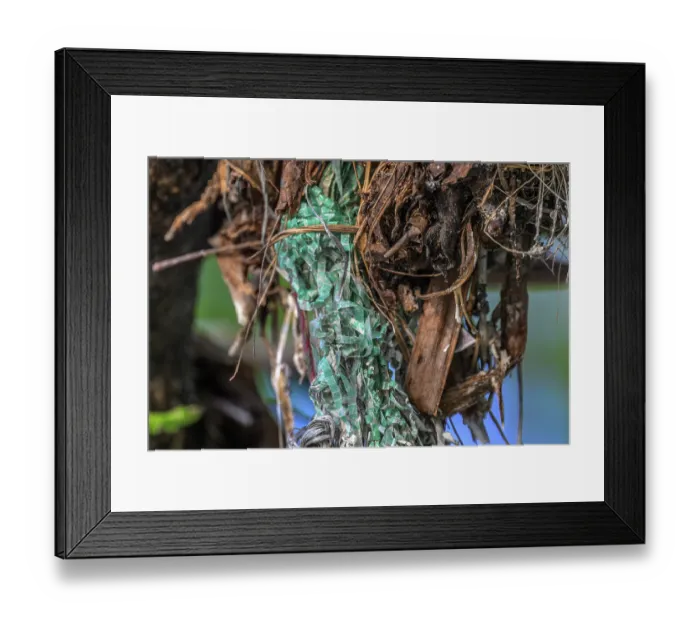 Framed Print : Close-up of a Black noddy (Anous minutus) nest with pieces of plastic hanging from it, used in nest building, New Ireland Province, Papua New Guinea Framed Print : Close-up of a Black noddy (Anous minutus) nest with pieces of plastic hanging from it, used in nest building, New Ireland Province, Papua New Guinea