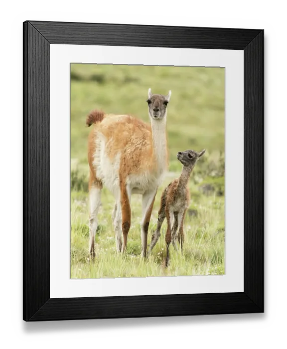 Framed Print : Guanaco (Lama guanicoe) female and newborn infant in grassland, portrait, private estancia outside of Torres del Paine National Park, Patagonia, Chile Framed Print : Guanaco (Lama guanicoe) female and newborn infant in grassland, portrait, private estancia outside of Torres del Paine National Park, Patagonia, Chile