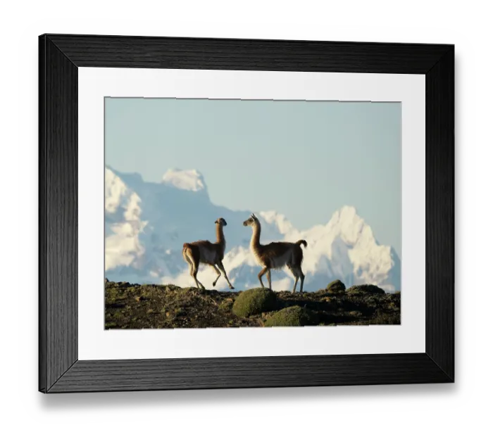 Framed Print : Two Guanaco (Lama guanicoe) males, fighting with snow-covered mountains behind, private estancia oustside of Torres del Paine National Park, Patagonia, Chile