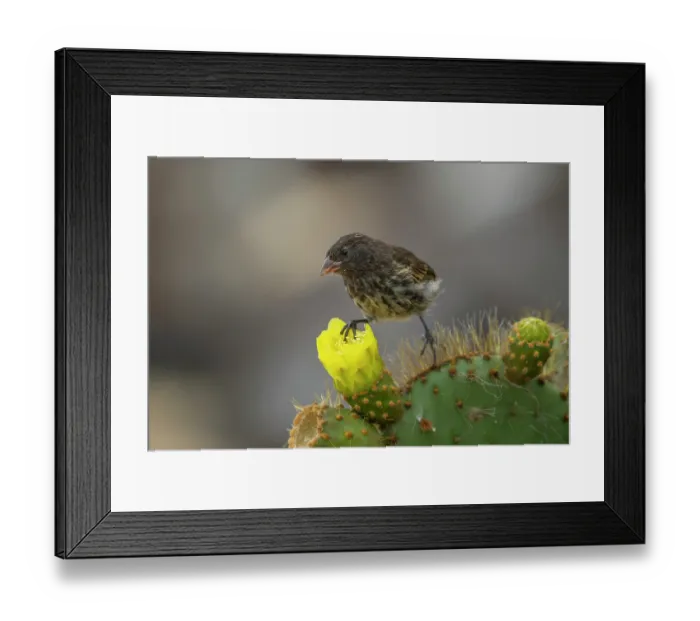 Framed Print : Darwin's Genovesa ground finch (Geospiza acutirostris) perched on Prickly Pear cactus (Opuntia sp.) flower, Genovesa Island, Galapagos Islands Framed Print : Darwin's Genovesa ground finch (Geospiza acutirostris) perched on Prickly Pear cactus (Opuntia sp.) flower, Genovesa Island, Galapagos Islands