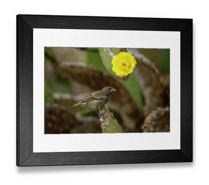 Framed Print : Darwin's Genovesa ground finch (Geospiza acutirostris) feeding on Prickly Pear cactus (Opuntia sp.) flower, Genovesa Island, Galapagos Islands Framed Print : Darwin's Genovesa ground finch (Geospiza acutirostris) feeding on Prickly Pear cactus (Opuntia sp.) flower, Genovesa Island, Galapagos Islands
