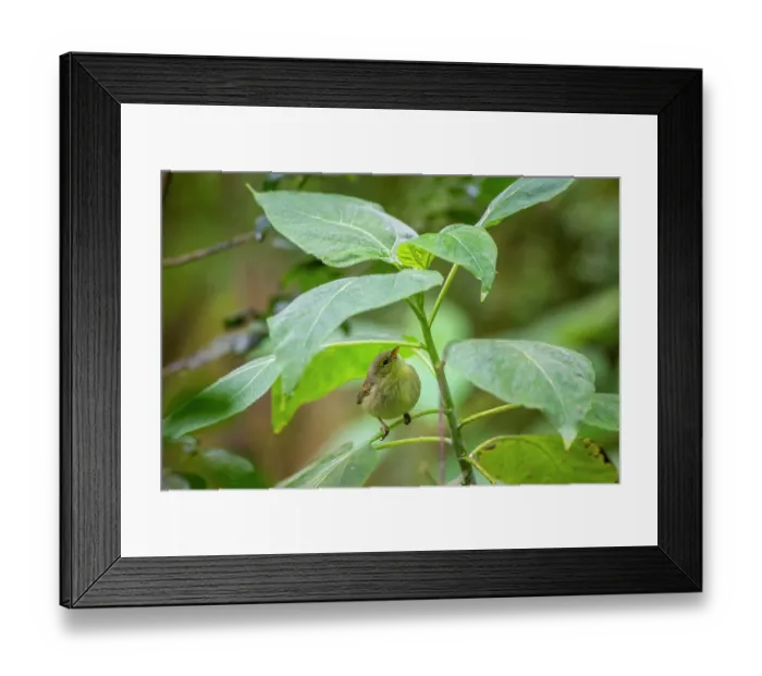 Framed Print : Darwin's green warbler finch (Certhidea olivace) perched on leaf, Galapagos Islands Framed Print : Darwin's green warbler finch (Certhidea olivace) perched on leaf, Galapagos Islands