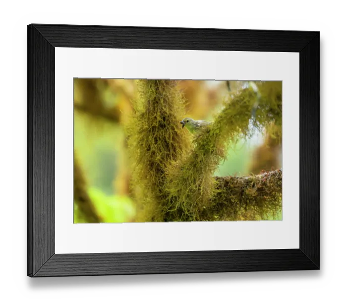 Framed Print : Darwin's green warbler finch (Certhidea olivace) perched on lichen covered branch with insect prey in beak, Galapagos Islands Framed Print : Darwin's green warbler finch (Certhidea olivace) perched on lichen covered branch with insect prey in beak, Galapagos Islands