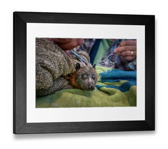 Framed Print : A Grey-headed Flying-fox that was found entangled in illegal urban fruit-tree netting