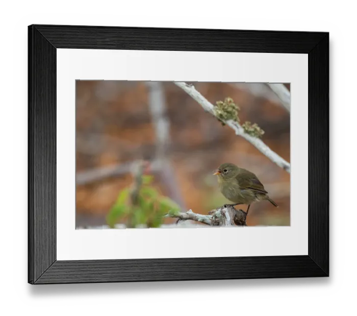 Framed Print : Darwin's grey warbler finch (Certhidea fusca) perched on branch in arid coastal vegetation, Genovesa Island, Galapagos Islands Framed Print : Darwin's grey warbler finch (Certhidea fusca) perched on branch in arid coastal vegetation, Genovesa Island, Galapagos Islands