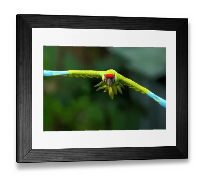 Framed Print : Great green macaw (Ara ambiguus) in flight, Ara Manzanillo, Manzanillo, Costa Rica. Critically endangered