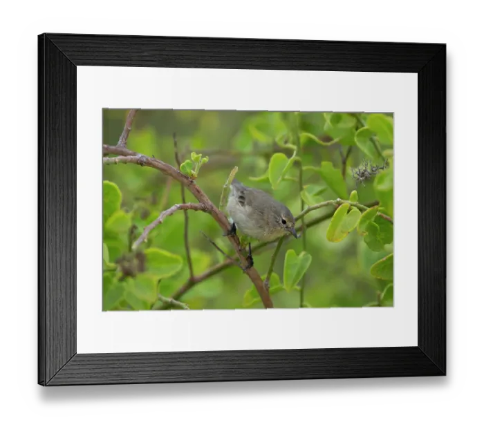 Framed Print : Darwin's grey warbler finch (Certhidea fusca) perched on branch in arid coastal vegetation, Espanola Island, Galapagos Islands Framed Print : Darwin's grey warbler finch (Certhidea fusca) perched on branch in arid coastal vegetation, Espanola Island, Galapagos Islands