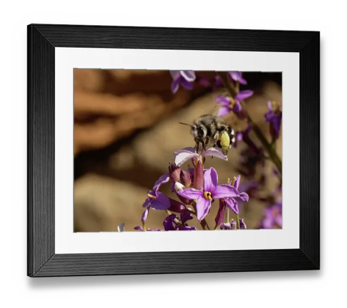 Framed Print : Canary flower bee (Anthophora alluaudi) nectaring from Teide wallflower (Erysimum scoparium) flowers, Teide National Park, Tenerife, Canary Islands. May Framed Print : Canary flower bee (Anthophora alluaudi) nectaring from Teide wallflower (Erysimum scoparium) flowers, Teide National Park, Tenerife, Canary Islands. May