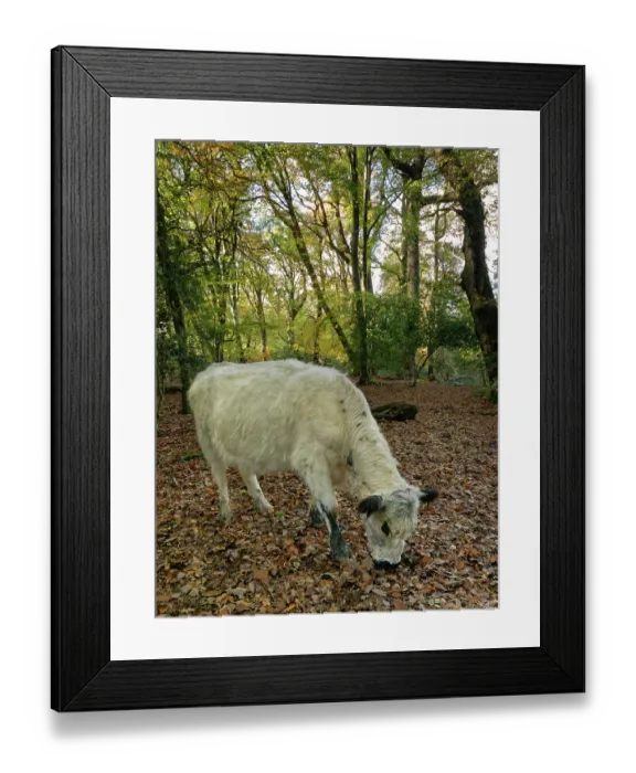 Framed Print : British white cow (Bos taurus), an ancient British breed, foraging in dense woodland, New Forest, Hampshire, England, UK. November Framed Print : British white cow (Bos taurus), an ancient British breed, foraging in dense woodland, New Forest, Hampshire, England, UK. November