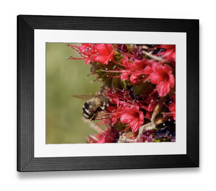 Framed Print : Canary flower bee (Anthophora alluaudi) nectaring from Mount Teide bugloss (Echium wildpretii) flowers, Teide National Park, Tenerife, Canary Islands. May Framed Print : Canary flower bee (Anthophora alluaudi) nectaring from Mount Teide bugloss (Echium wildpretii) flowers, Teide National Park, Tenerife, Canary Islands. May