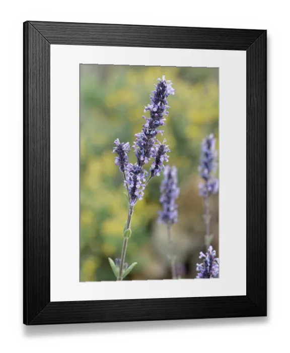 Framed Print : Canary catmint (Nepeta teydea teydea) in flower, Teide National Park, Tenerife, Canary Islands. May Framed Print : Canary catmint (Nepeta teydea teydea) in flower, Teide National Park, Tenerife, Canary Islands. May