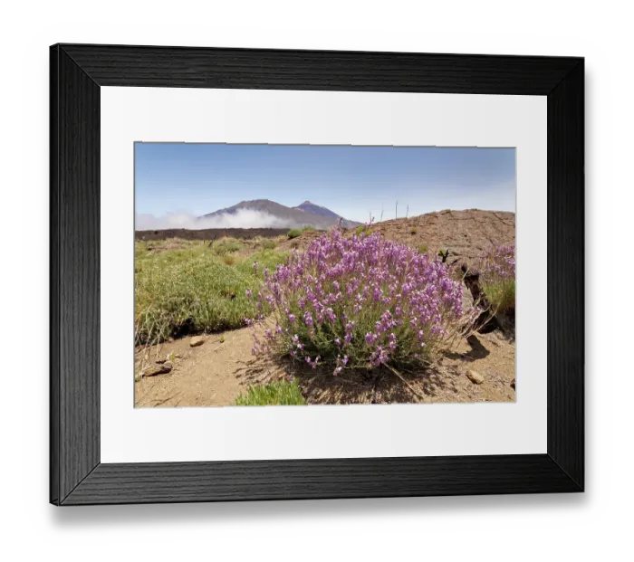 Framed Print : RF - Teide wallflower (Erysimum scoparium) clumps flowering in the Las Canadas caldera below Mount Teide, Teide National Park, Tenerife, Canary Islands. May Framed Print : RF - Teide wallflower (Erysimum scoparium) clumps flowering in the Las Canadas caldera below Mount Teide, Teide National Park, Tenerife, Canary Islands. May