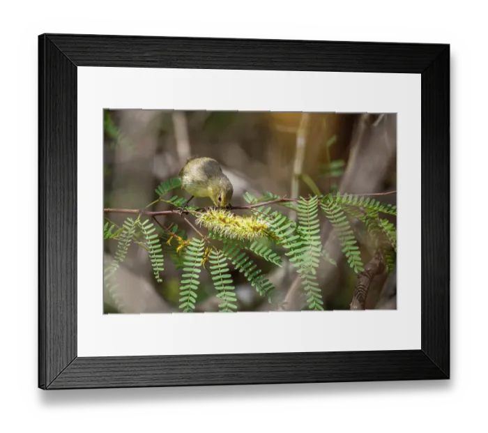 Framed Print : Darwin's grey warbler finch (Certhidea fusca) feeding on nectar from Prosopis thorn bush (Prosopis sp.) flower in arid coastal vegetation, San Cristobal Island, Galapagos Islands Framed Print : Darwin's grey warbler finch (Certhidea fusca) feeding on nectar from Prosopis thorn bush (Prosopis sp.) flower in arid coastal vegetation, San Cristobal Island, Galapagos Islands