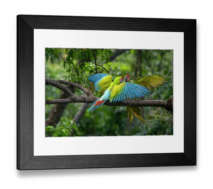 Framed Print : Great green macaws (Ara ambiguus) pair, fighting in a tree, Ara Manzanillo, Manzanillo, Costa Rica. Critically endangered Framed Print : Great green macaws (Ara ambiguus) pair, fighting in a tree, Ara Manzanillo, Manzanillo, Costa Rica. Critically endangered