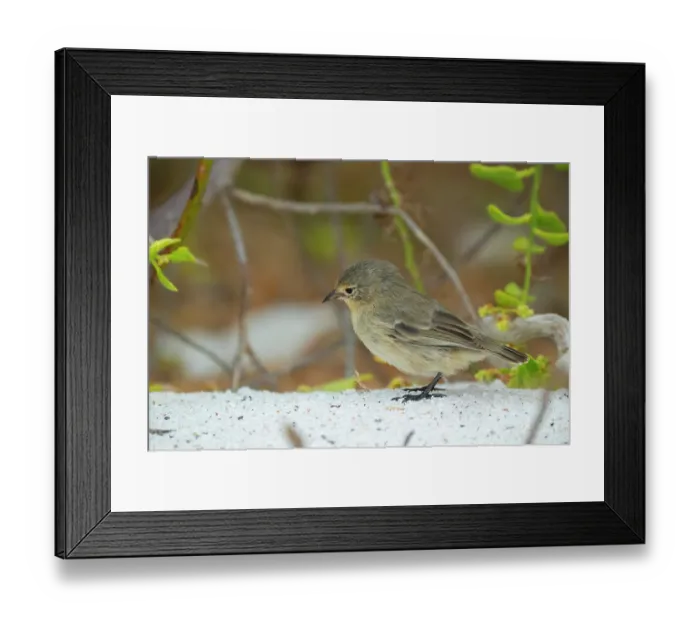 Framed Print : Darwin's grey warbler finch (Certhidea fusca) foraging for insects in arid coastal vegetation, Espanola Island, Galapagos Islands Framed Print : Darwin's grey warbler finch (Certhidea fusca) foraging for insects in arid coastal vegetation, Espanola Island, Galapagos Islands