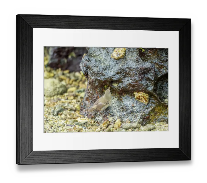 Framed Print : Darwin's grey warbler finch (Certhidea fusca) perched on rock foraging for insects in intertidal zone, Genovesa Island, Galapagos Islands Framed Print : Darwin's grey warbler finch (Certhidea fusca) perched on rock foraging for insects in intertidal zone, Genovesa Island, Galapagos Islands