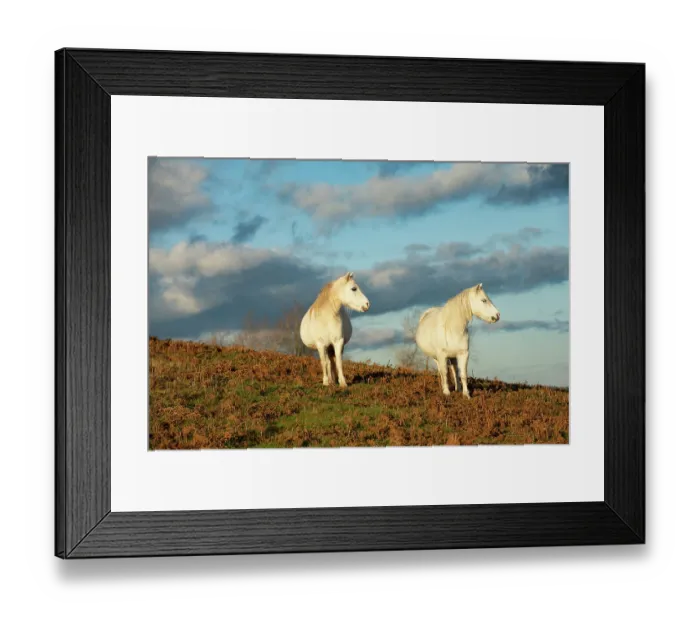 Framed Print : Two Welsh mountain ponies (Equus caballus) pregnant mares, standing on hillside, Garway Hill Common, Herefordshire, England, UK. November Framed Print : Two Welsh mountain ponies (Equus caballus) pregnant mares, standing on hillside, Garway Hill Common, Herefordshire, England, UK. November