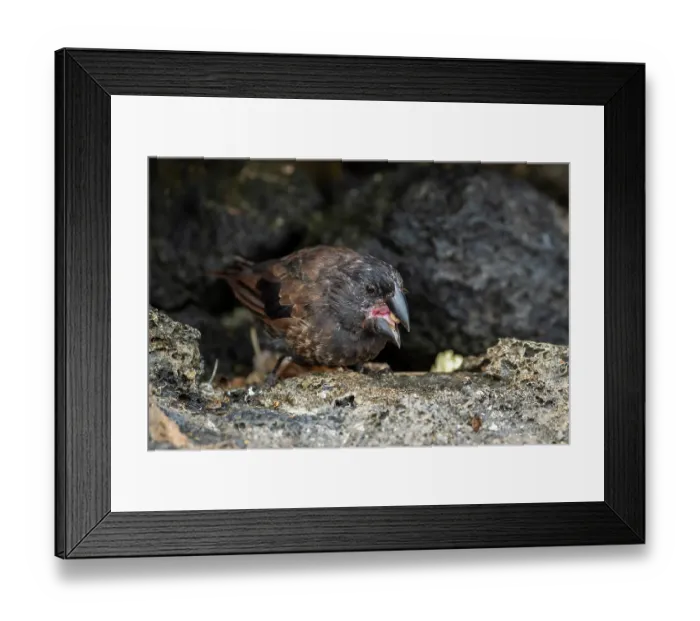 Framed Print : Darwin's large ground finch (Geospiza magnirostris) male, breeding plumage, using beak to crack hard seeds, Genovesa Island, Galapagos Islands Framed Print : Darwin's large ground finch (Geospiza magnirostris) male, breeding plumage, using beak to crack hard seeds, Genovesa Island, Galapagos Islands