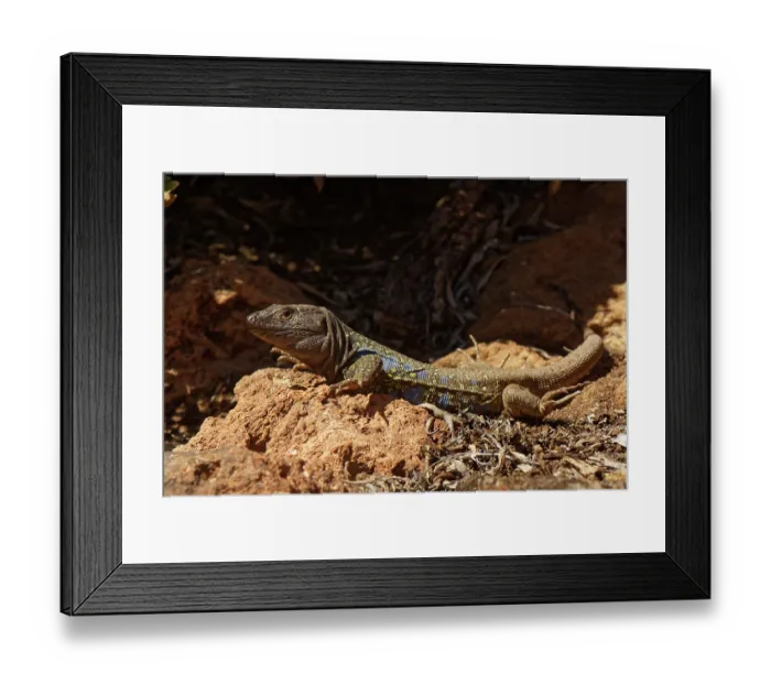 Framed Print : RF - Tenerife lizard (Gallotia galloti) male, basking and raising its feet off warm rocks, Teide National Park, Tenerife, Canary Islands. May Framed Print : RF - Tenerife lizard (Gallotia galloti) male, basking and raising its feet off warm rocks, Teide National Park, Tenerife, Canary Islands. May