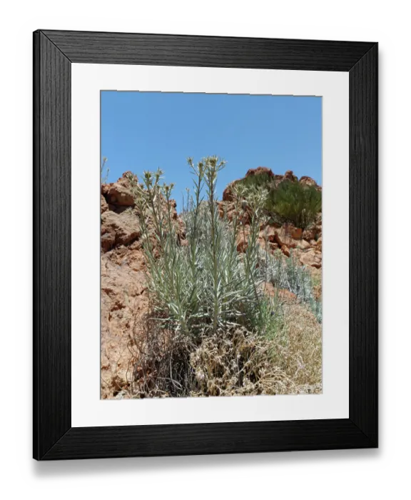 Framed Print : Carline thistle (Carlina xeranthemoides) flowering on a rocky mountain ridge at 2100m, Teide National Park, Tenerife, Canary Islands. May Framed Print : Carline thistle (Carlina xeranthemoides) flowering on a rocky mountain ridge at 2100m, Teide National Park, Tenerife, Canary Islands. May