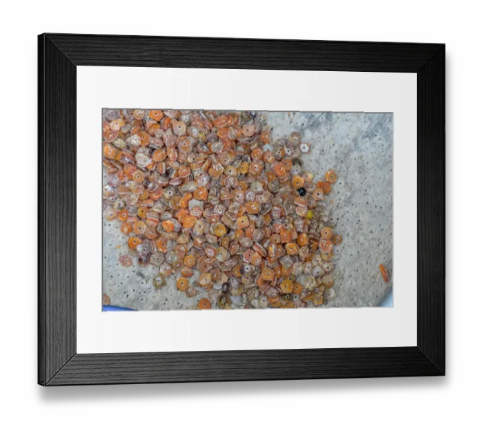 Framed Print : Shells used as as a payment system for bartering and are also sold as jewelry as an additional source of income, Tunnung Island, Lovongai LLG, New Ireland Province Framed Print : Shells used as as a payment system for bartering and are also sold as jewelry as an additional source of income, Tunnung Island, Lovongai LLG, New Ireland Province