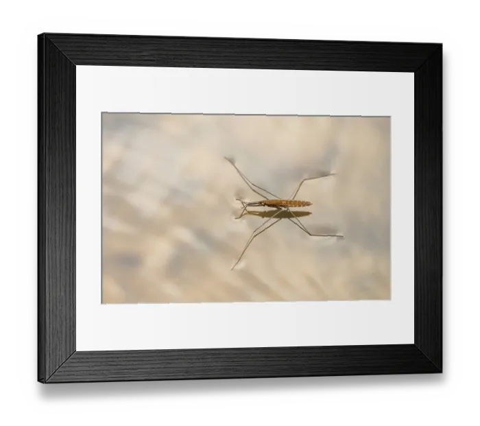 Framed Print : River skater (Aquarius najas) wingless form, on water surface, River Arrow, Herefordshire, England, UK. October