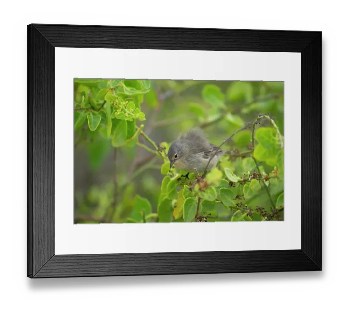 Framed Print : Darwin's grey warbler finch (Certhidea fusca) perched on branch in arid coastal vegetation, Espanola Island, Galapagos Islands Framed Print : Darwin's grey warbler finch (Certhidea fusca) perched on branch in arid coastal vegetation, Espanola Island, Galapagos Islands