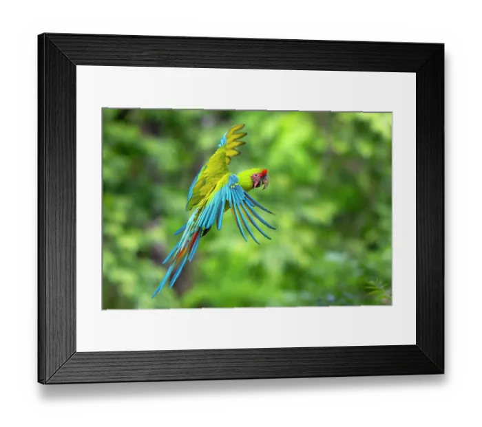 Framed Print : Great green macaw (Ara ambiguus) in flight at Ara Manzanillo, Manzanillo, Costa Rica. Critically endangered