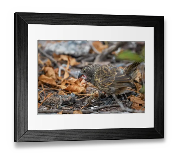 Framed Print : Darwin's large ground finch (Geospiza magnirostris) juvenile, using beak to crack hard seeds, Genovesa Island, Galapagos Islands Framed Print : Darwin's large ground finch (Geospiza magnirostris) juvenile, using beak to crack hard seeds, Genovesa Island, Galapagos Islands
