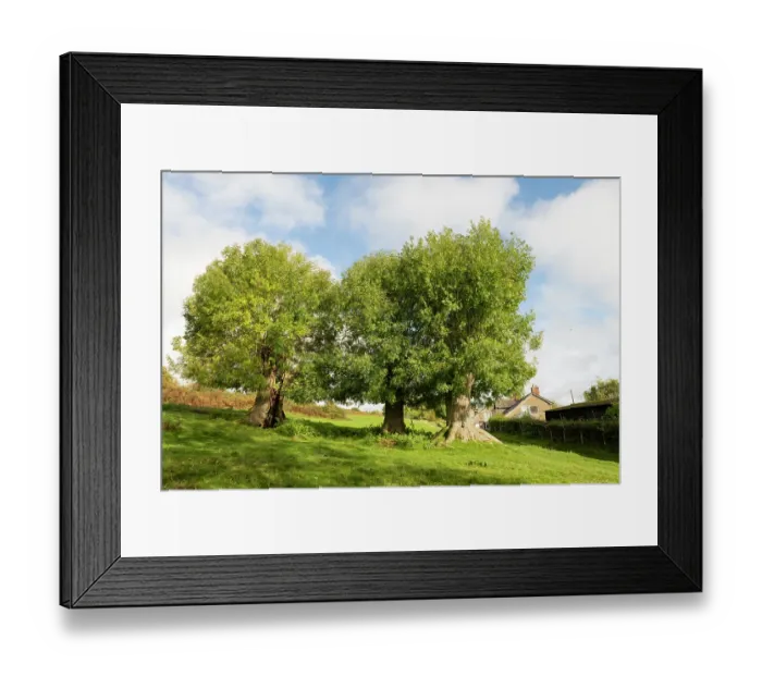 Framed Print : Ash (Fraxinus excelsior) trees recovering from Ash dieback disease (Hymenoscyphus fraxineus), Bircher Common, Herefordshire, England, UK. October, 2023 Framed Print : Ash (Fraxinus excelsior) trees recovering from Ash dieback disease (Hymenoscyphus fraxineus), Bircher Common, Herefordshire, England, UK. October, 2023