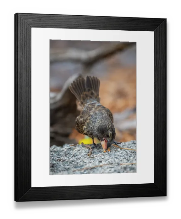 Framed Print : Darwin's large ground finch (Geospiza magnirostris) juvenile, using beak to crack hard seeds, Genovesa Island, Galapagos Islands Framed Print : Darwin's large ground finch (Geospiza magnirostris) juvenile, using beak to crack hard seeds, Genovesa Island, Galapagos Islands