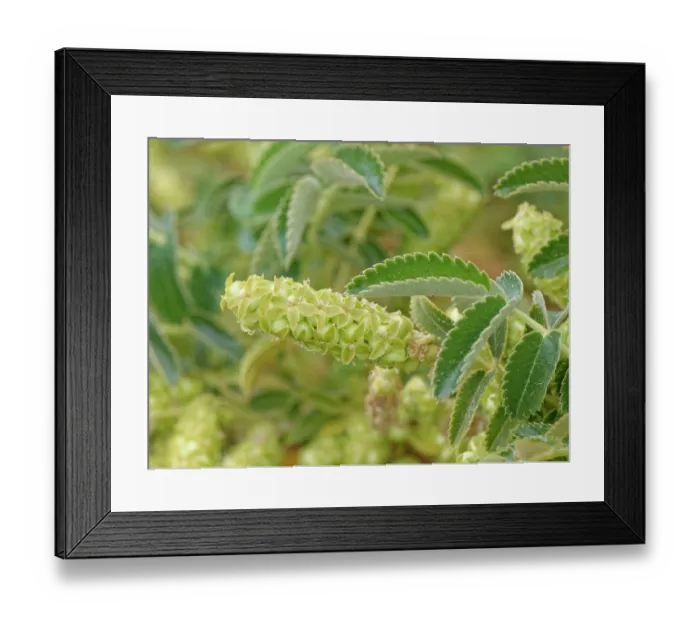 Framed Print : Bencomia (Bencomia exstipulata) flowering in El Portillo Botanical Garden, Teide National Park, Tenerife, Canary Islands. May Framed Print : Bencomia (Bencomia exstipulata) flowering in El Portillo Botanical Garden, Teide National Park, Tenerife, Canary Islands. May