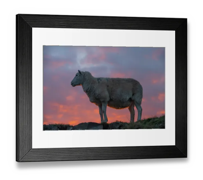 Framed Print : Welsh mountain sheep standing on hillside at sunrise, Titterstone Clee Hill AONB, Shropshire, England, UK. October Framed Print : Welsh mountain sheep standing on hillside at sunrise, Titterstone Clee Hill AONB, Shropshire, England, UK. October