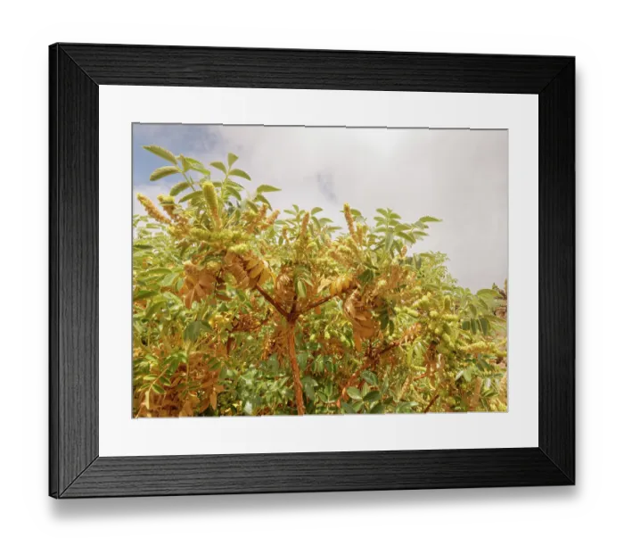 Framed Print : Bencomia (Bencomia exstipulata) flowering in El Portillo Botanical Garden, Teide National Park, Tenerife, Canary Islands. May Framed Print : Bencomia (Bencomia exstipulata) flowering in El Portillo Botanical Garden, Teide National Park, Tenerife, Canary Islands. May