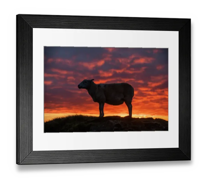 Framed Print : Welsh mountain sheep standing on hillside silhouetted at sunrise, Titterstone Clee Hill AONB, Shropshire, England, UK. October Framed Print : Welsh mountain sheep standing on hillside silhouetted at sunrise, Titterstone Clee Hill AONB, Shropshire, England, UK. October