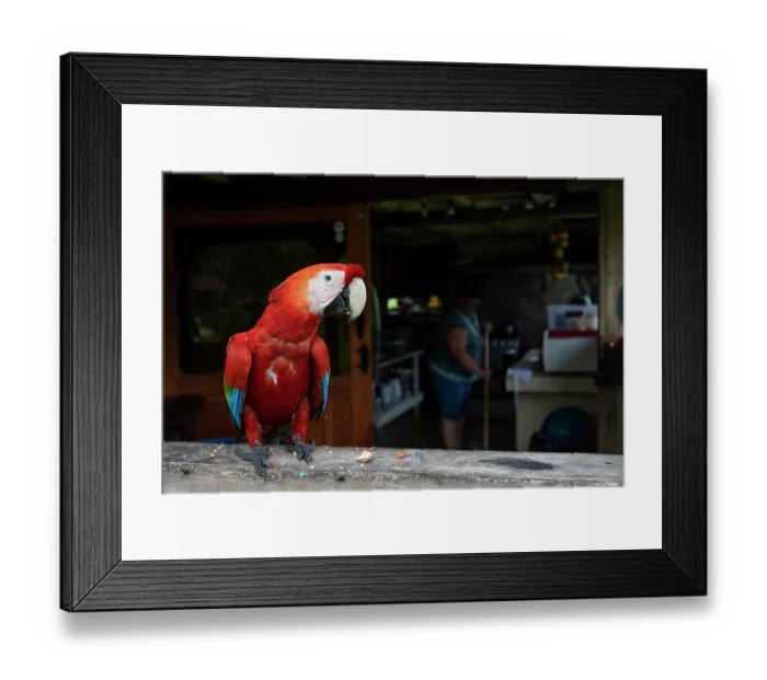 Framed Print : Scarlet macaw (Ara macao) perched on stone wall feeding on peanuts left out by local people Framed Print : Scarlet macaw (Ara macao) perched on stone wall feeding on peanuts left out by local people