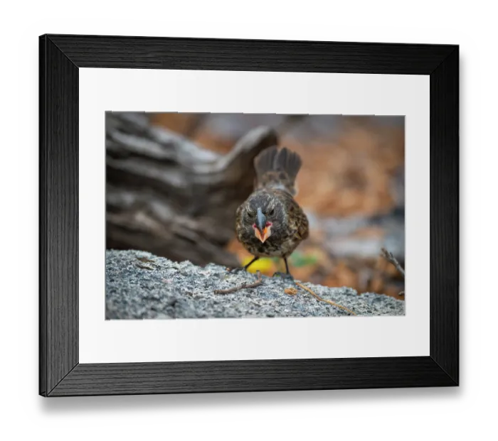 Framed Print : Darwin's large ground finch (Geospiza magnirostris) juvenile, using beak to crack hard seeds, Genovesa Island, Galapagos Islands Framed Print : Darwin's large ground finch (Geospiza magnirostris) juvenile, using beak to crack hard seeds, Genovesa Island, Galapagos Islands