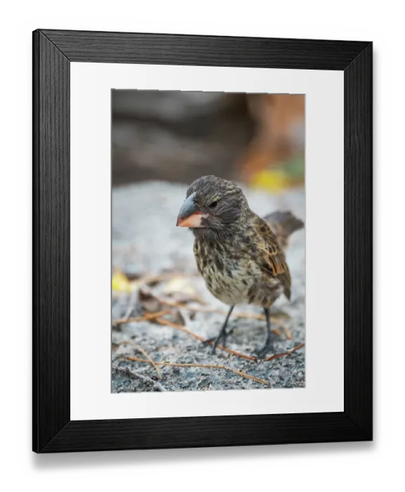 Framed Print : Darwin's large ground finch (Geospiza magnirostris) juvenile, portrait, Genovesa Island, Galapagos Islands Framed Print : Darwin's large ground finch (Geospiza magnirostris) juvenile, portrait, Genovesa Island, Galapagos Islands
