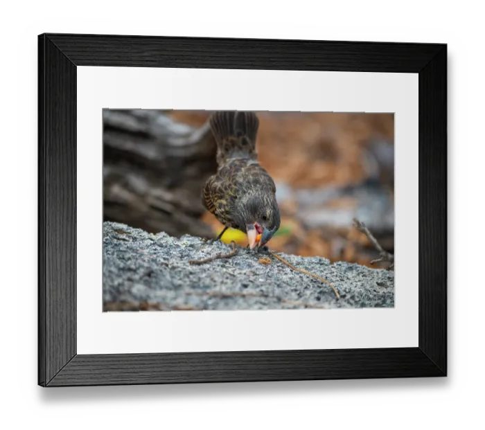 Framed Print : Darwin's large ground finch (Geospiza magnirostris) juvenile, using beak to crack hard seeds, Genovesa Island, Galapagos Islands Framed Print : Darwin's large ground finch (Geospiza magnirostris) juvenile, using beak to crack hard seeds, Genovesa Island, Galapagos Islands