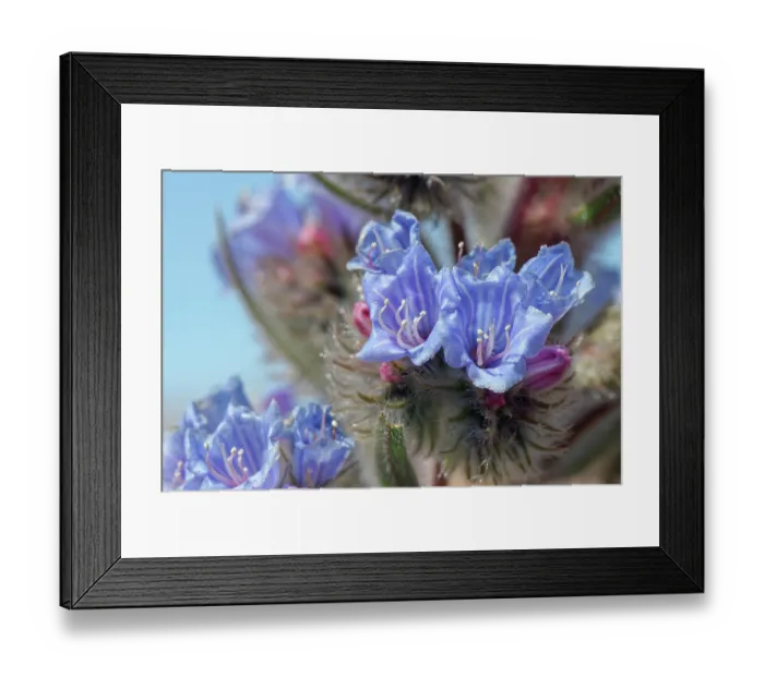 Framed Print : Blue bugloss (Echium auberianum), a rare high mountain bugloss endemic to Tenerife, in flower, Teide National Park, Tenerife, Canary Islands. May Framed Print : Blue bugloss (Echium auberianum), a rare high mountain bugloss endemic to Tenerife, in flower, Teide National Park, Tenerife, Canary Islands. May