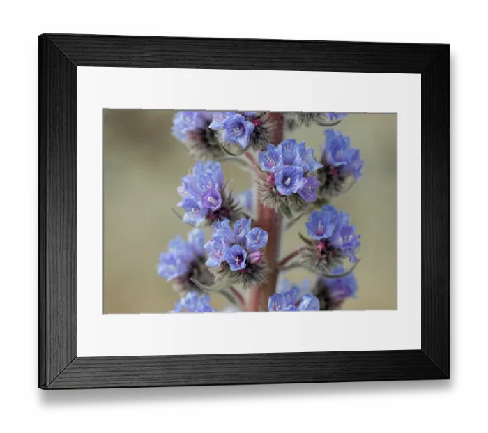 Framed Print : Blue bugloss (Echium auberianum), a rare high mountain bugloss endemic to Tenerife, in flower, Teide National Park, Tenerife, Canary Islands. May Framed Print : Blue bugloss (Echium auberianum), a rare high mountain bugloss endemic to Tenerife, in flower, Teide National Park, Tenerife, Canary Islands. May