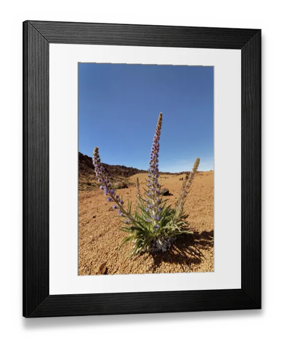 Framed Print : Blue bugloss (Echium auberianum), a rare high mountain bugloss endemic to Tenerife, flowering among volcanic ash above 2300m in Las Canadas caldera below Mount Teide Framed Print : Blue bugloss (Echium auberianum), a rare high mountain bugloss endemic to Tenerife, flowering among volcanic ash above 2300m in Las Canadas caldera below Mount Teide