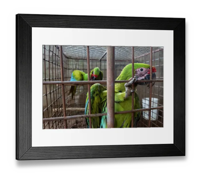 Framed Print : Group of Great green macaws (Ara ambiguus) juveniles, aged about two months, perched in cage about to be released back into the wild, Alvaro Farm, Rio Cuarto, Grecia, Costa Rica Framed Print : Group of Great green macaws (Ara ambiguus) juveniles, aged about two months, perched in cage about to be released back into the wild, Alvaro Farm, Rio Cuarto, Grecia, Costa Rica