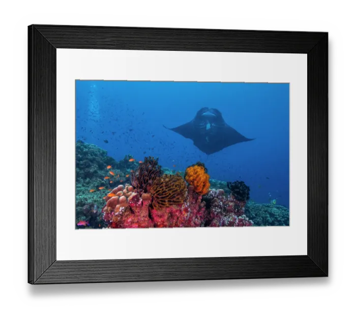 Framed Print : Reef manta ray (Mobula alfredi) melanistic, with a large shark bite on its fin, arriving at a coral reef cleaning station, Wakaya Marine Reserve, Wakaya Island, Lomaiviti Group Framed Print : Reef manta ray (Mobula alfredi) melanistic, with a large shark bite on its fin, arriving at a coral reef cleaning station, Wakaya Marine Reserve, Wakaya Island, Lomaiviti Group