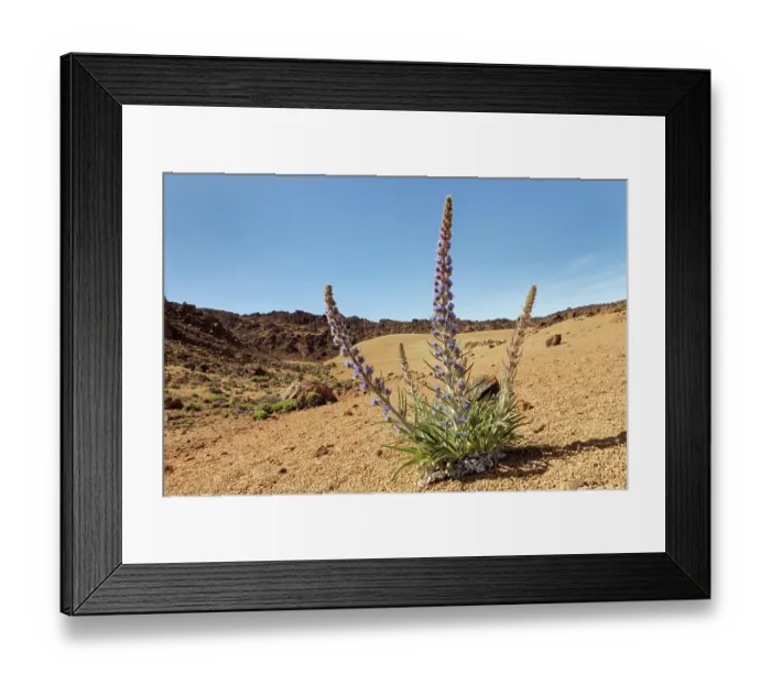 Framed Print : Blue bugloss (Echium auberianum), a rare high mountain bugloss endemic to Tenerife, flowering among volcanic ash above 2300m in Las Canadas caldera below Mount Teide Framed Print : Blue bugloss (Echium auberianum), a rare high mountain bugloss endemic to Tenerife, flowering among volcanic ash above 2300m in Las Canadas caldera below Mount Teide