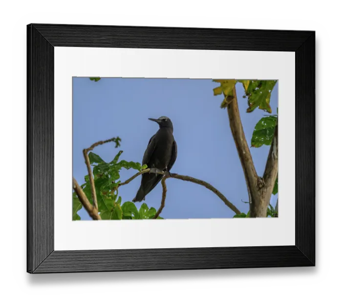 Framed Print : Black noddy (Anous minutus) perched on branch, Tench Island, Murat Marine Protected Area, New Ireland Province, Papua New Guinea Framed Print : Black noddy (Anous minutus) perched on branch, Tench Island, Murat Marine Protected Area, New Ireland Province, Papua New Guinea