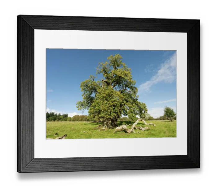 Framed Print : Veteran Sweet chestnut (Castanea sativa) trees planted in the formation of the Spanish Armada, Croft Castle, Herefordshire, England, UK. October