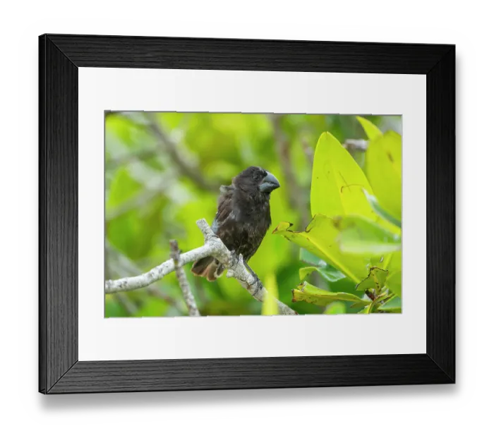 Framed Print : Darwin's large ground finch (Geospiza magnirostris) male, breeding plumage, perched among mangroves, Genovesa Island, Galapagos Islands Framed Print : Darwin's large ground finch (Geospiza magnirostris) male, breeding plumage, perched among mangroves, Genovesa Island, Galapagos Islands
