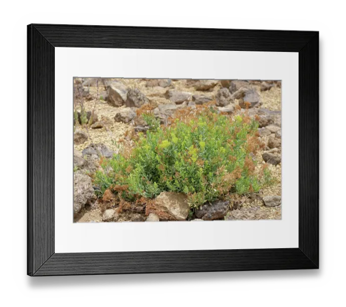 Framed Print : Canaries ragwort (Bethencourtia palmensis) flowering in El Portillo Botanical Garden, Teide National Park, Tenerife, Canary Islands. May Framed Print : Canaries ragwort (Bethencourtia palmensis) flowering in El Portillo Botanical Garden, Teide National Park, Tenerife, Canary Islands. May